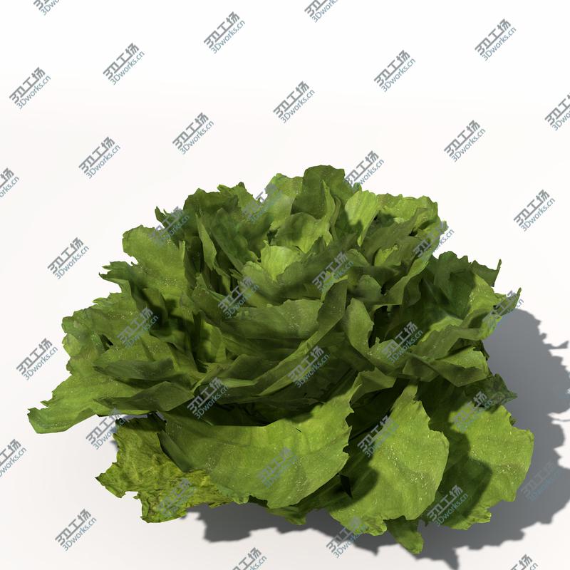 images/goods_img/2021040165/XfrogPlants Lettuce/3.jpg